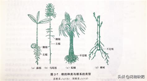 根的意思